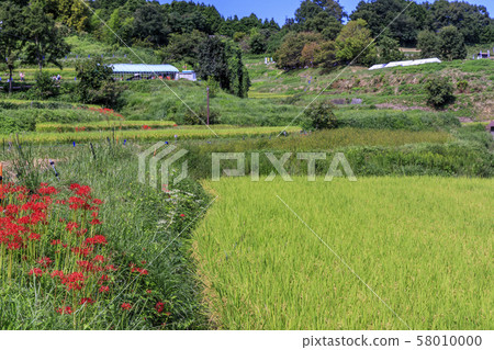 明日香水稻梯田，群集孤挺花 58010000