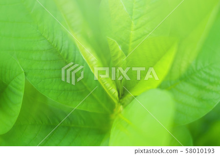 Closeup nature view of Green leaf in garden at 58010193