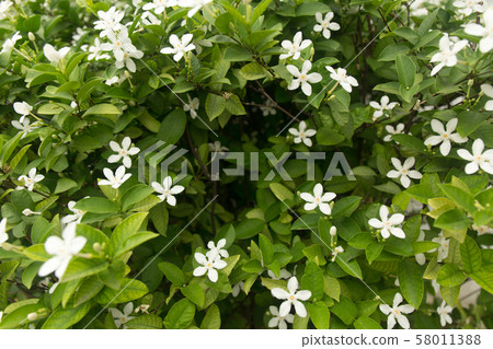 Wrightia white flower. Tropical petal background. Wrightia white flower. Tropical petal background. 58011388