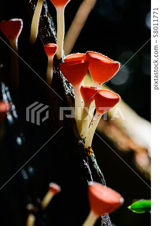 Fungi cup red Mushroom Champagne Cup or Pink burn 58011771