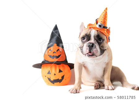 Portrait of French bulldog with hat halloween and Portrait of French bulldog with hat halloween and 58011785