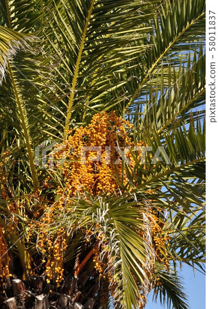 Date palm Date palm 58011837