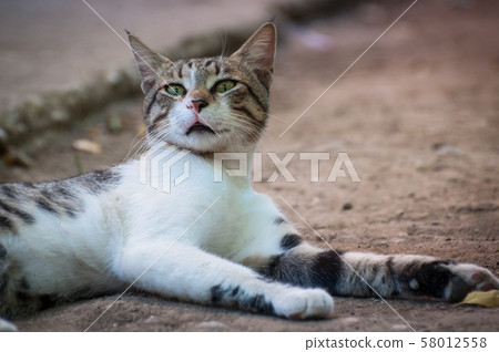 Cats, Alley Cats, Stray Cats Cats, Alley Cats, Stray Cats 58012558