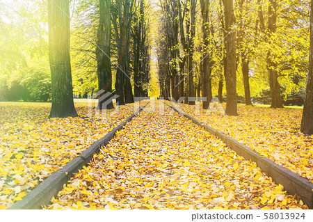 Beautiful autumn forest in the Park. Autumn time. 58013924