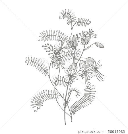 Branch of wild plant Vicia cracca. Tufted Vetch or Vicia cracca, vintage engraved illustration 58013983