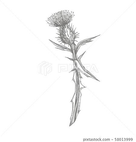 Thistle or daisy flower. Botanical illustration. Good for cosmetics, medicine, treating Thistle or daisy flower. Botanical illustration. Good for cosmetics, medicine, treating 58013999