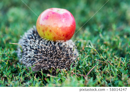 Prickly hedgehog on a green grass near the apple 58014247