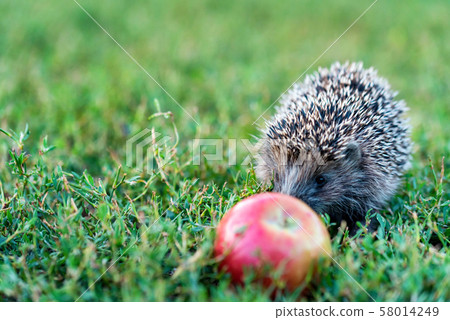Prickly hedgehog on a green grass near the apple Prickly hedgehog on a green grass near the apple 58014249