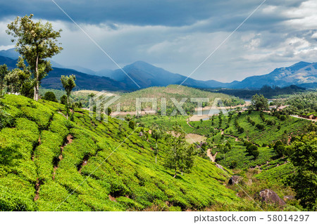 Tea plantations in mountains Tea plantations in mountains 58014297