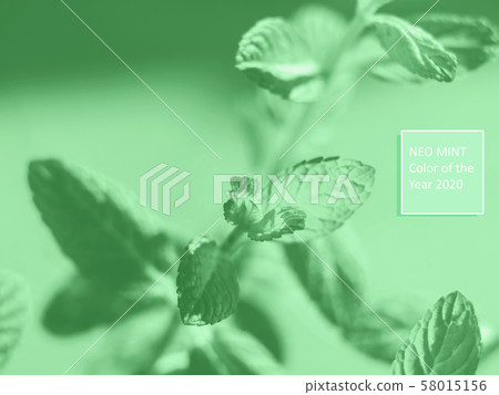 Mint herb plant macro shot. Mint green color 2020 58015156