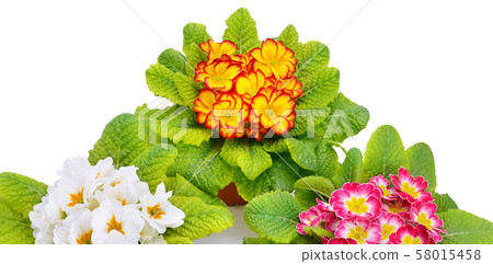 Primroses isolated on white background. Wide Primroses isolated on white background. Wide 58015458