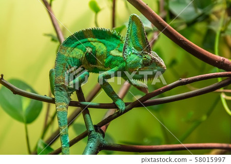 Veiled Chameleon 58015997