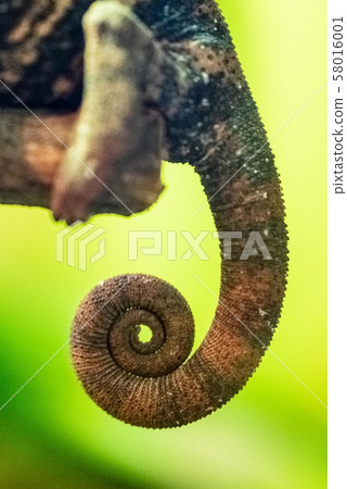 Tail of Malagasy Giant Chameleon 58016001