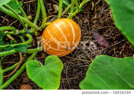 Big orange pumpkin growing on bed in garden, 58016584