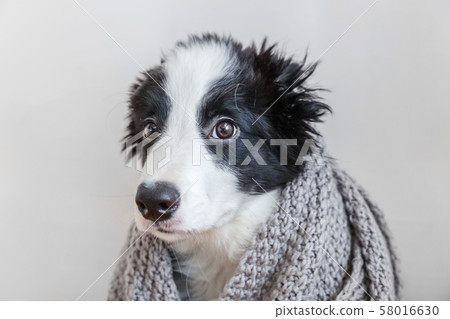 Funny studio portrait of cute smilling puppy dog 58016630