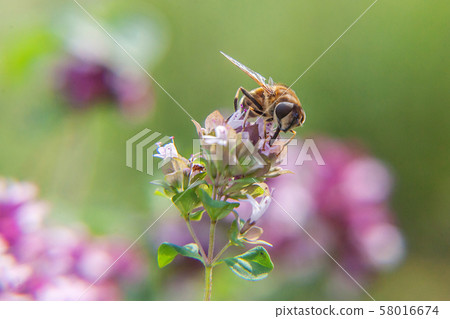Honey bee covered with yellow pollen drink nectar, 58016674