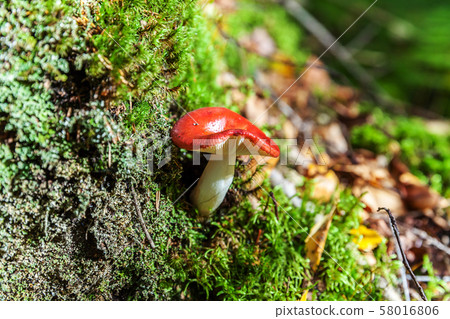 Edible small mushroom Russula with red russet cap Edible small mushroom Russula with red russet cap 58016806