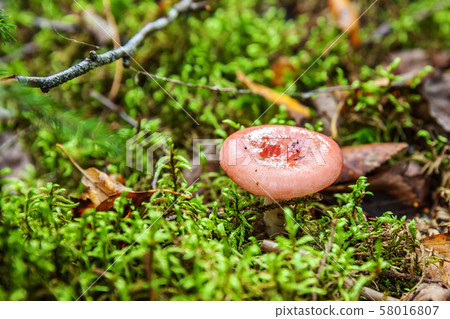 Edible small mushroom Russula with red russet cap Edible small mushroom Russula with red russet cap 58016807