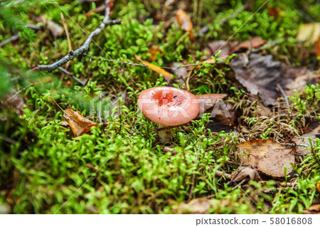 Edible small mushroom Russula with red russet cap Edible small mushroom Russula with red russet cap 58016808
