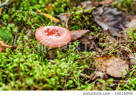 Edible small mushroom Russula with red russet cap 58016809