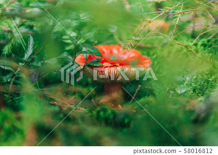 Edible small mushroom Russula with red russet cap 58016812