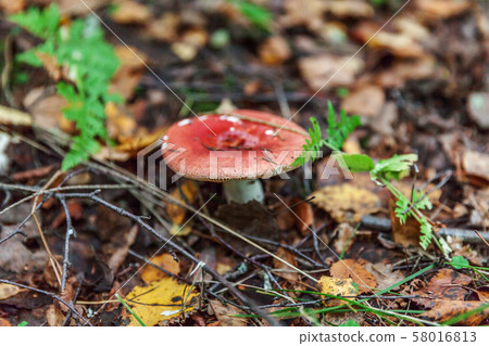 Edible small mushroom Russula with red russet cup Edible small mushroom Russula with red russet cup 58016813