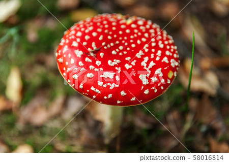 Toxic and hallucinogen mushroom Fly Agaric in 58016814