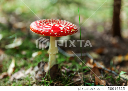 Toxic and hallucinogen mushroom Fly Agaric in 58016815