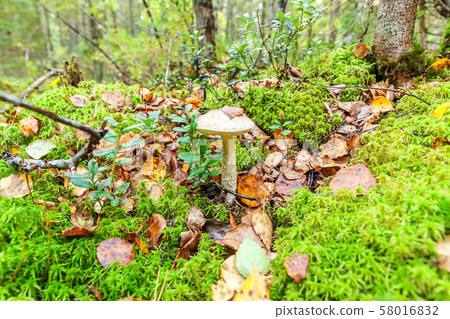 Edible small mushroom with brown cap Penny Bun Edible small mushroom with brown cap Penny Bun 58016832