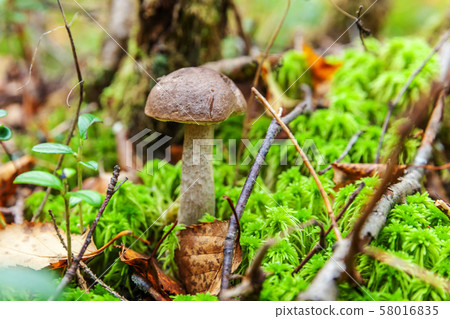 Edible small mushroom with brown cap Penny Bun 58016835