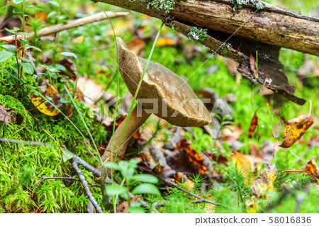Edible small mushroom with brown cap Penny Bun 58016836