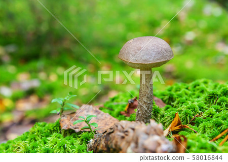 Edible small mushroom with brown cap Penny Bun 58016844
