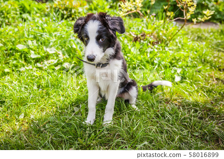 Funny outdoor portrait of cute smilling puppy dog Funny outdoor portrait of cute smilling puppy dog 58016899