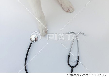 Puppy dog border collie paws and stethoscope 58017117