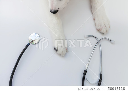 Puppy dog border collie paws and stethoscope 58017118
