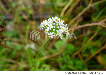 在花的蜂 58017337