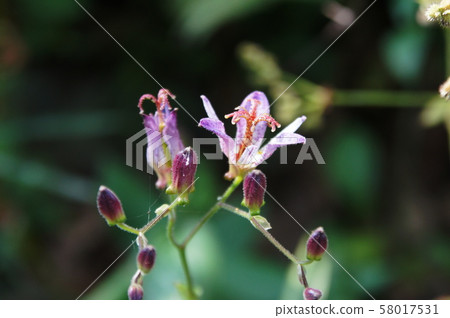 Tricyrtis Tricyrtis 58017531
