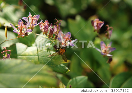 杜鵑Tricyrtis 杜鵑Tricyrtis 58017532