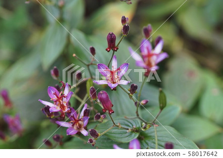 Hottogitis Tricyrtis hirta Hottogitis Tricyrtis hirta 58017642