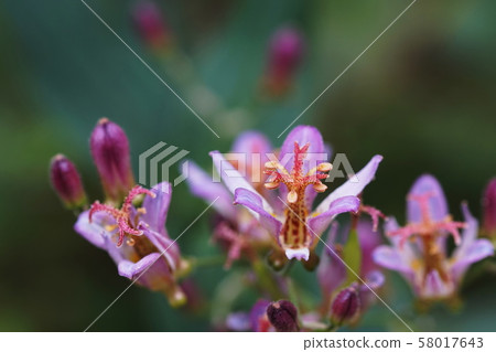 Hottogitis Tricyrtis hirta Hottogitis Tricyrtis hirta 58017643