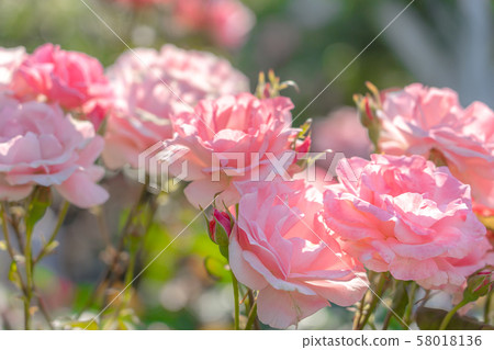 Pink rose at Suma Rikyu Park (Higashi-Suma, Suma-ku, Kobe, Hyogo) 58018136