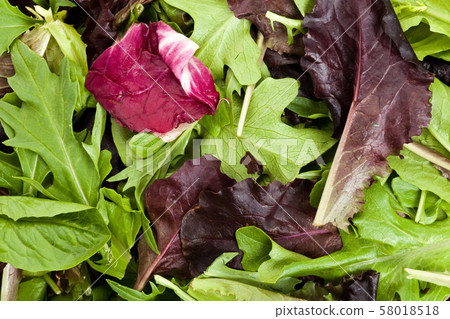 Salad Salad 58018518