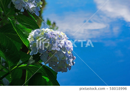 Early summer waterside scenery with hydrangea 58018996