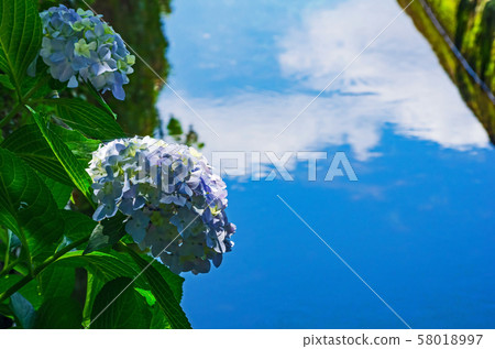 Early summer waterside scenery with hydrangea 58018997