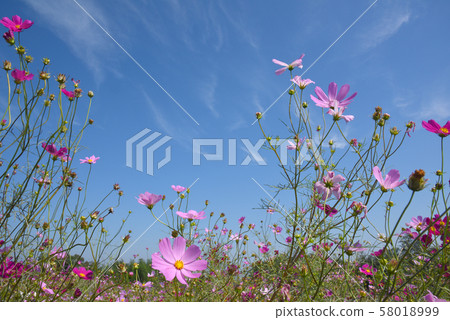  宇宙領域 58018999