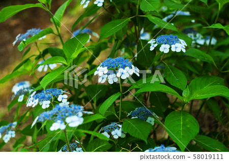 Light blue hydrangea Light blue hydrangea 58019111