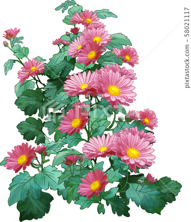 菊花（紅豆） 58021117