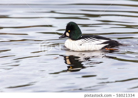 Common Goldeneye Common Goldeneye 58021334
