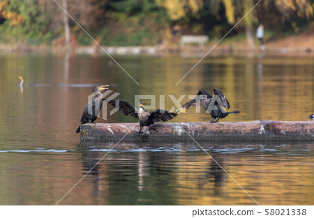 double-crested cormorant 58021338