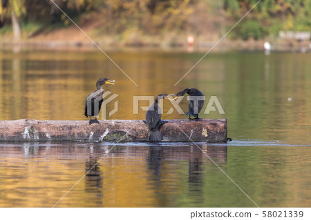 double-crested cormorant 58021339